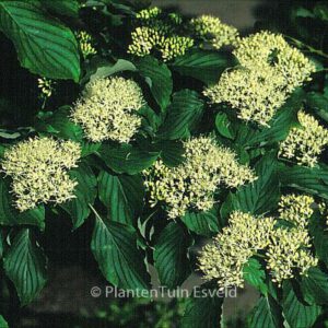 Cornus Controversa Plantentuin Esveld