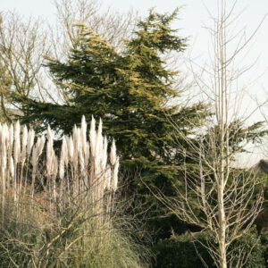 Cortaderia Selloana Plantentuin Esveld