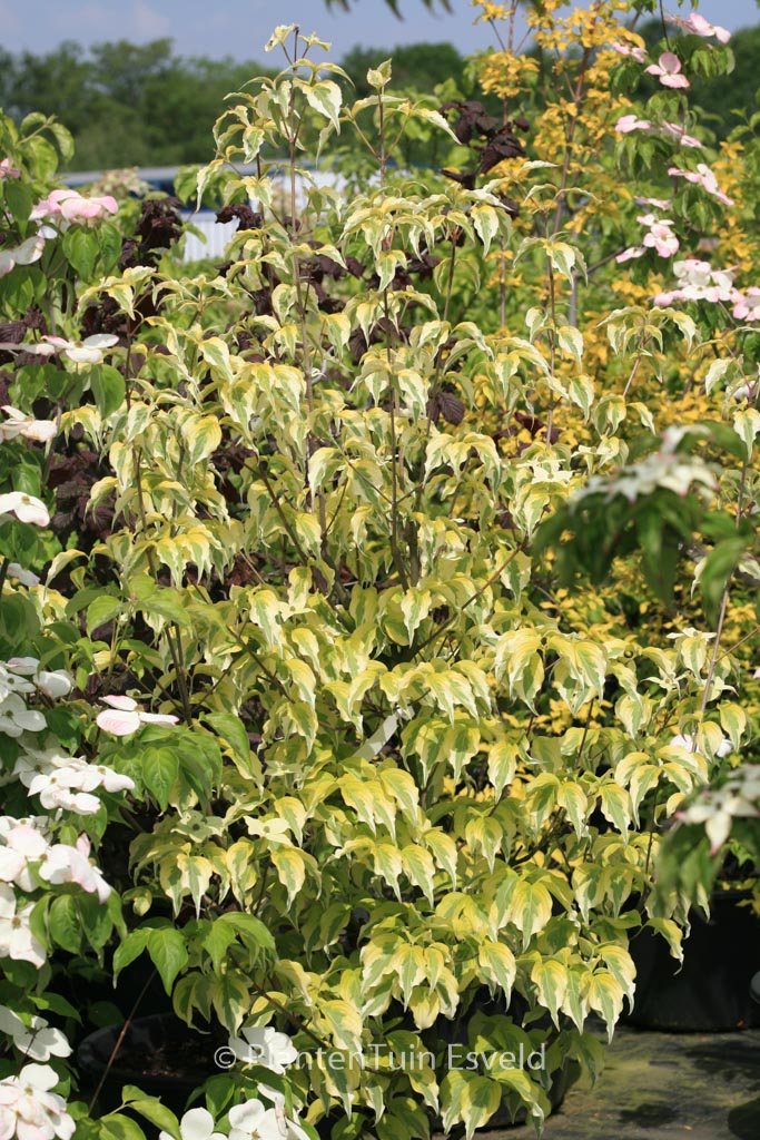 Cornus Kousa Tri Splendor Plantentuin Esveld