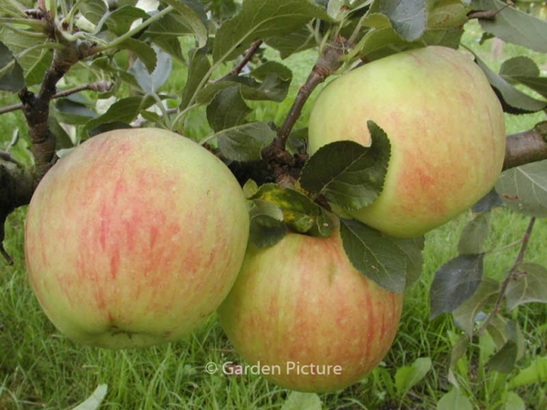 Malus Domestica James Grieve Plantentuin Esveld