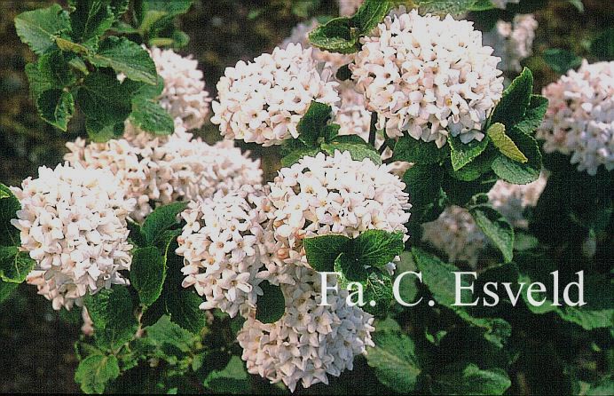 Viburnum carlcephalum 'Cayuga'