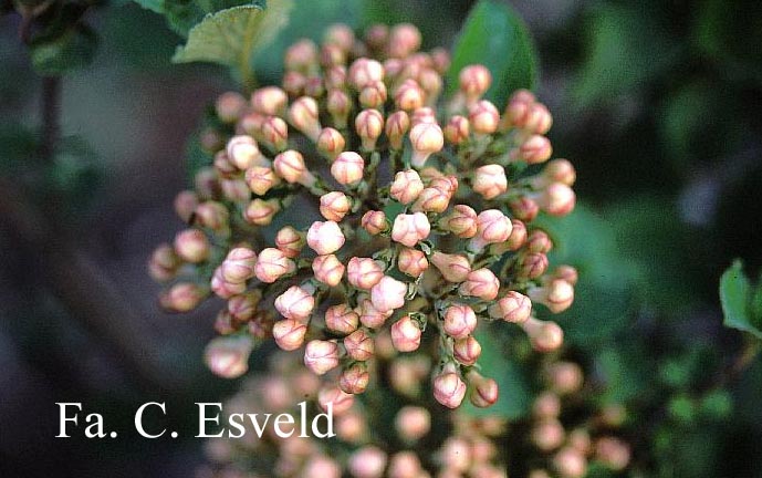 Viburnum carlcephalum 'Cayuga'