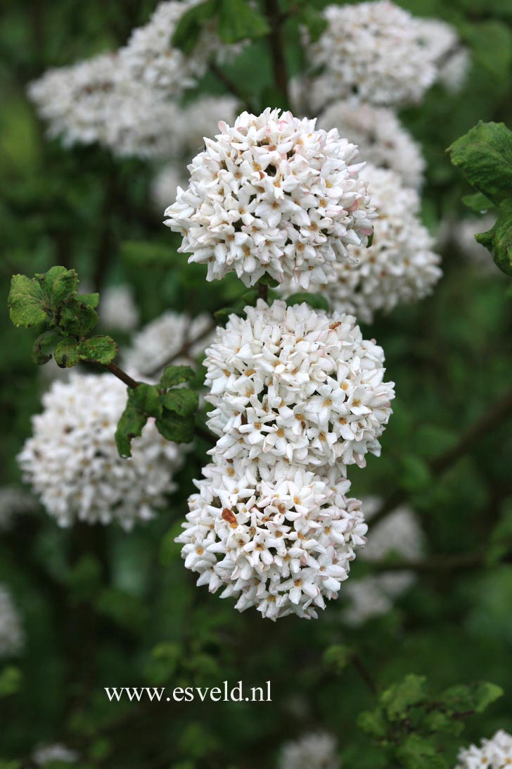 Viburnum carlcephalum 'Cayuga'