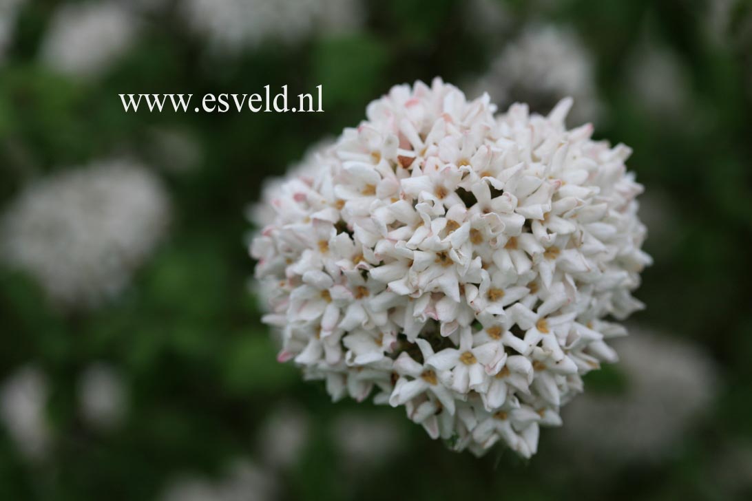 Viburnum carlcephalum 'Cayuga'