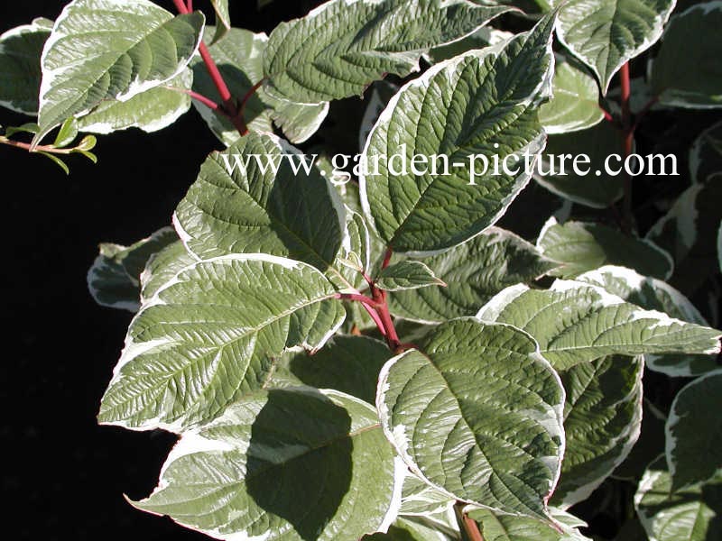 Cornus alba 'Sibirica Variegata'