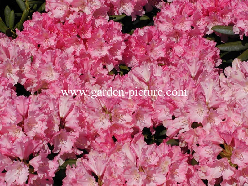 Rhododendron 'Kalinka'