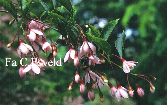 Styrax japonicus 'Pink Chimes'