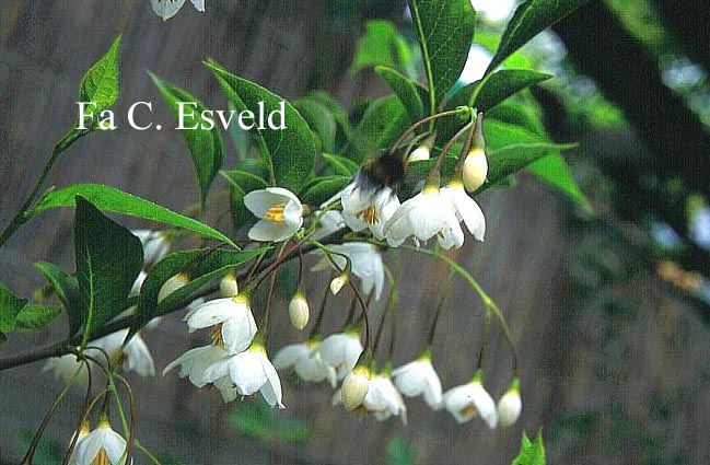 Styrax japonicus