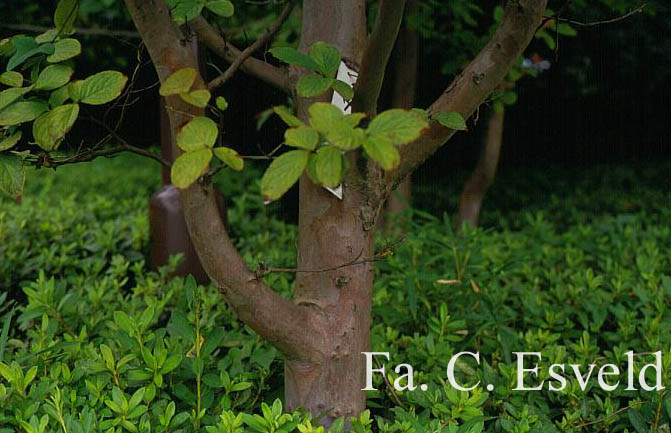 Stewartia pseudocamellia