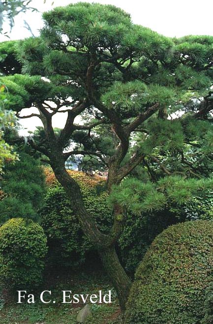 Pinus parviflora