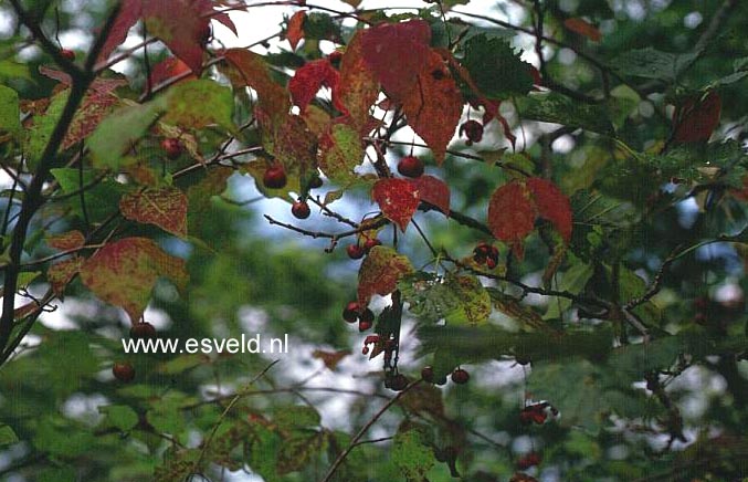 Euonymus oxyphyllus