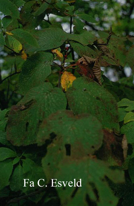 Viburnum furcatum