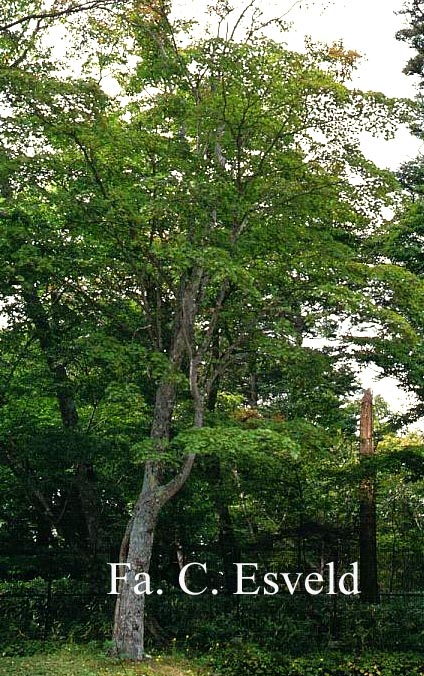 Acer palmatum ssp. amoenum