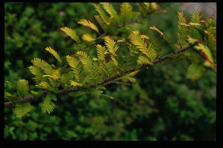 Metasequoia glyptostroboides