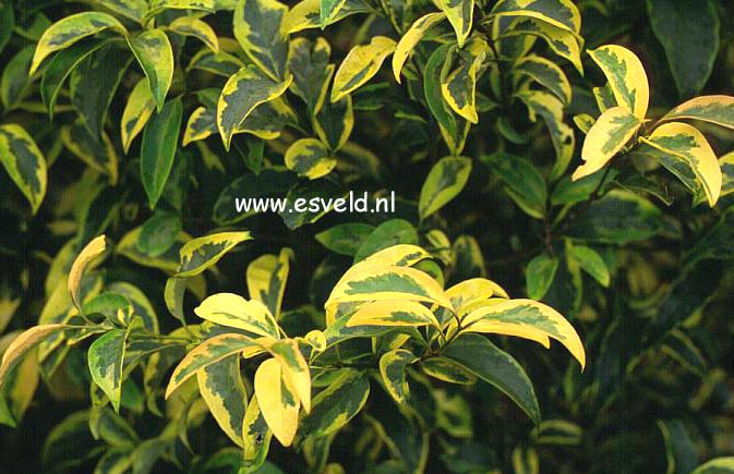 Ligustrum lucidum 'Tricolor'