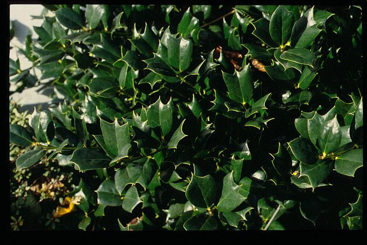 Ilex cornuta 'Ira Nelson'