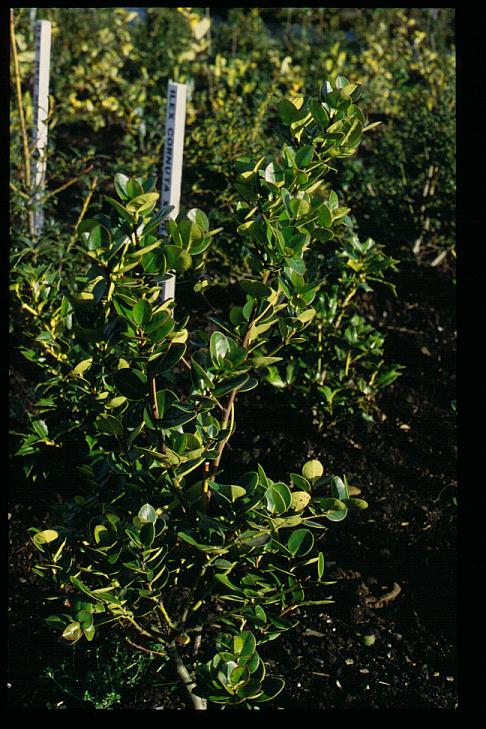 Ilex perado