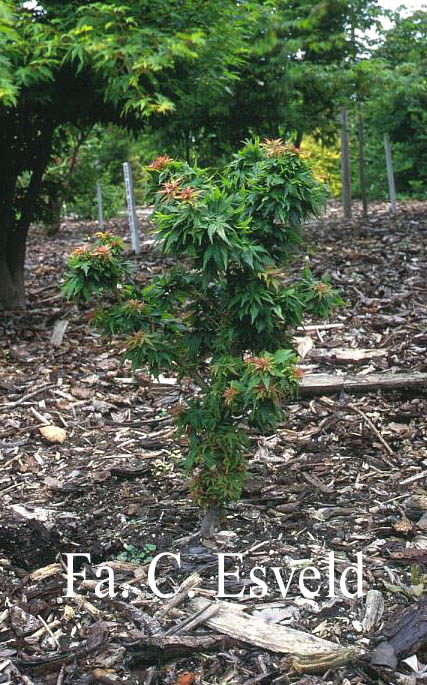 Acer palmatum 'Hupp's Dwarf'