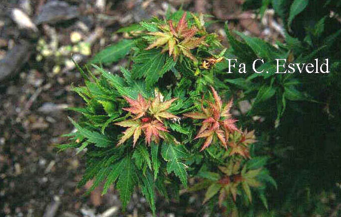 Acer palmatum 'Hupp's Dwarf'