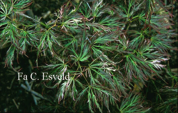 Acer palmatum 'Toyama nishiki'