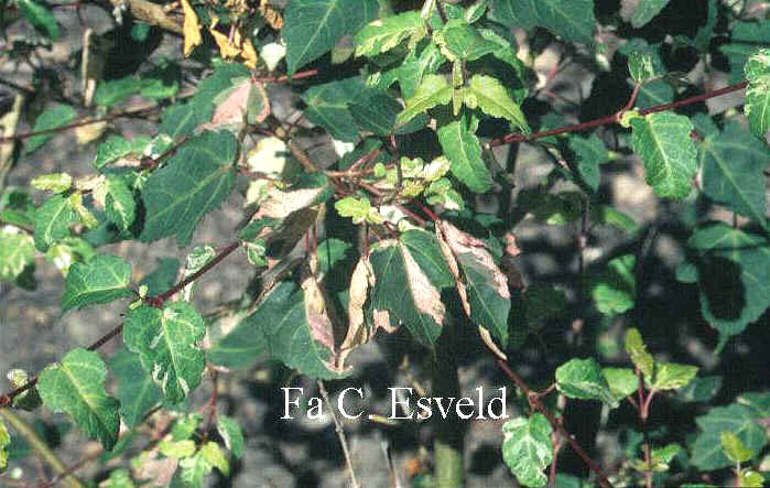 Acer crataegifolium 'Veitchii'