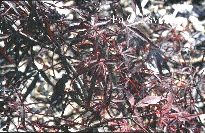 Acer palmatum 'Enkan'