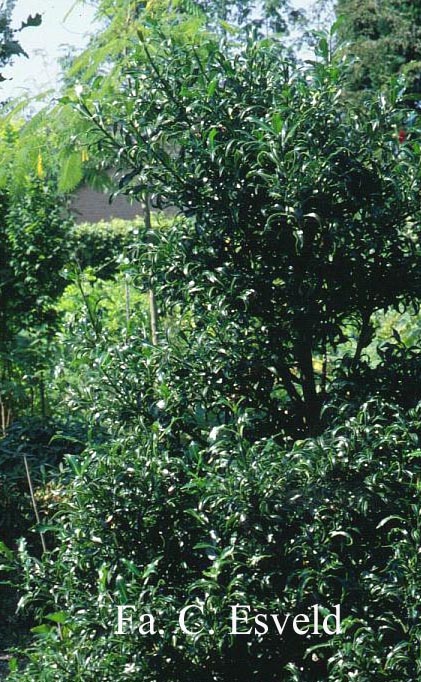 Ilex aquifolium 'Lichtenthalii'