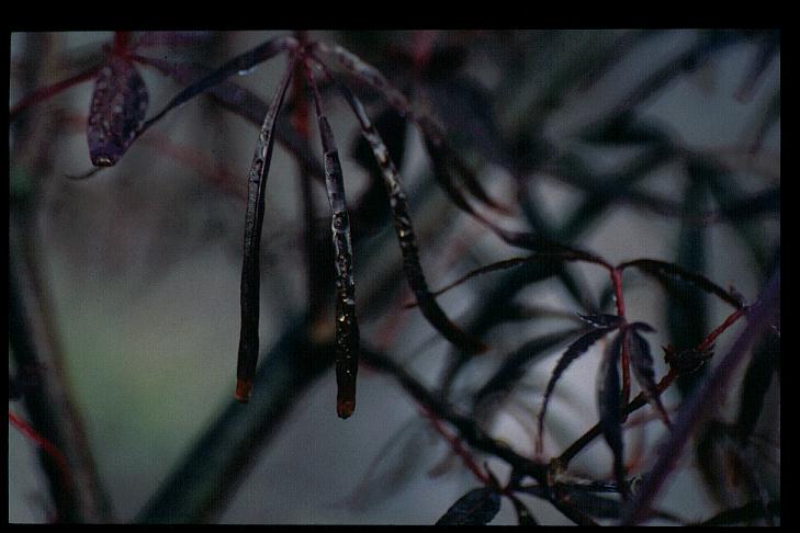 Acer palmatum 'Enkan'