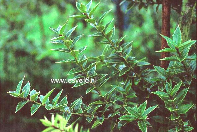 Ilex pernyi manipurensis