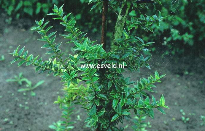 Ilex pernyi manipurensis