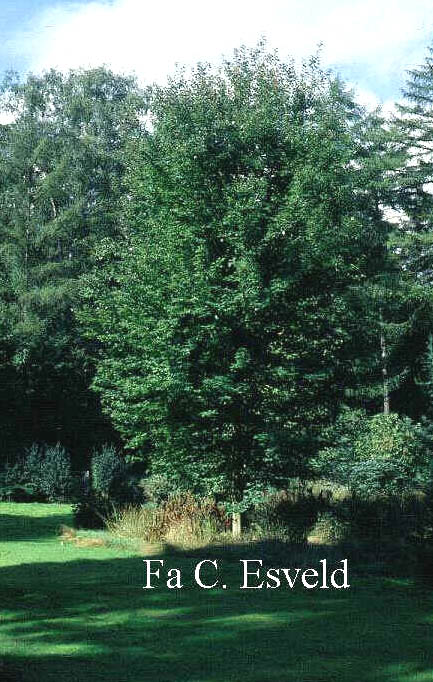 Acer rubrum 'Franksred' (RED SUNSET)