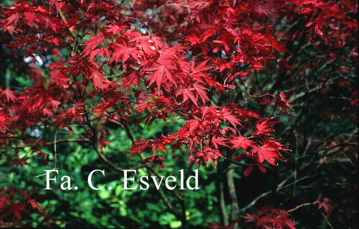 Acer palmatum 'Beni kagami'