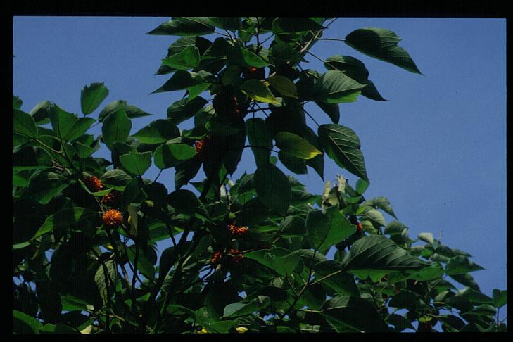 Broussonetia papyrifera