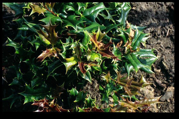 Ilex cornuta 'Rotunda'