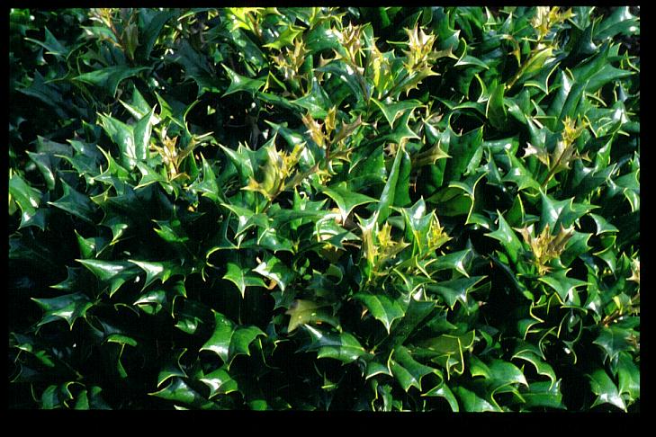 Ilex cornuta 'Rotunda'