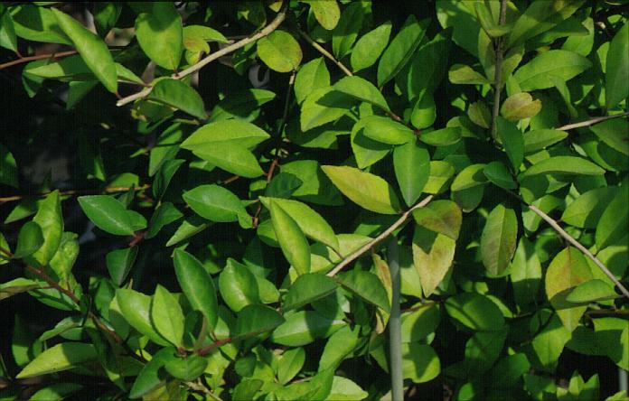 Ilex decidua