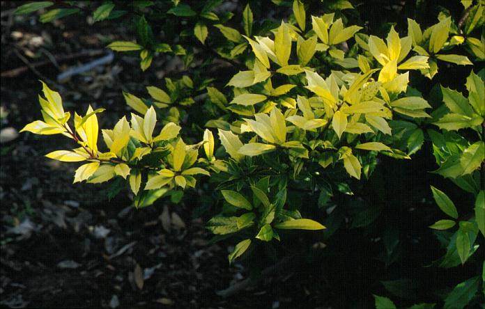 Ilex attenuata 'Sonny Foster'