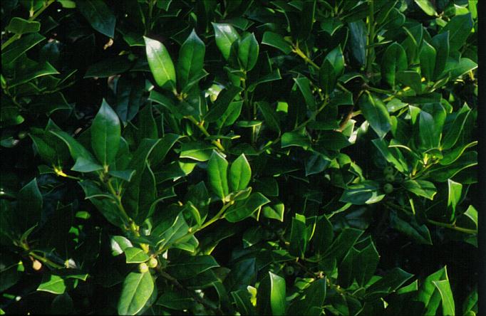 Ilex cornuta 'Anicet Delcambre'