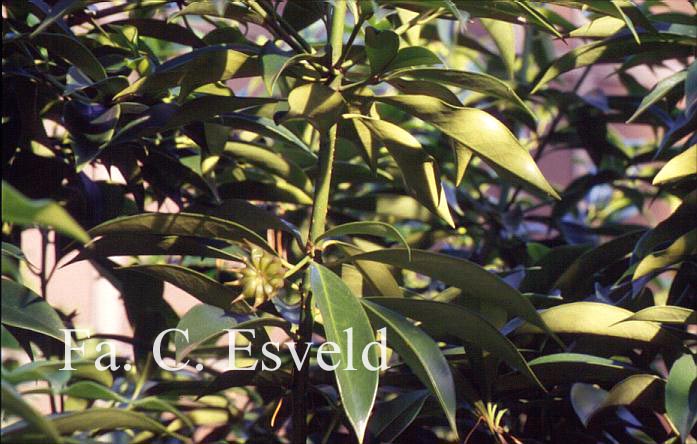 Illicium anisatum