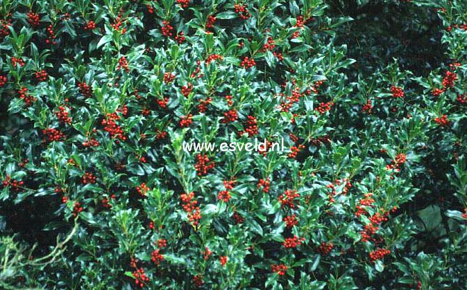 Ilex aquifolium