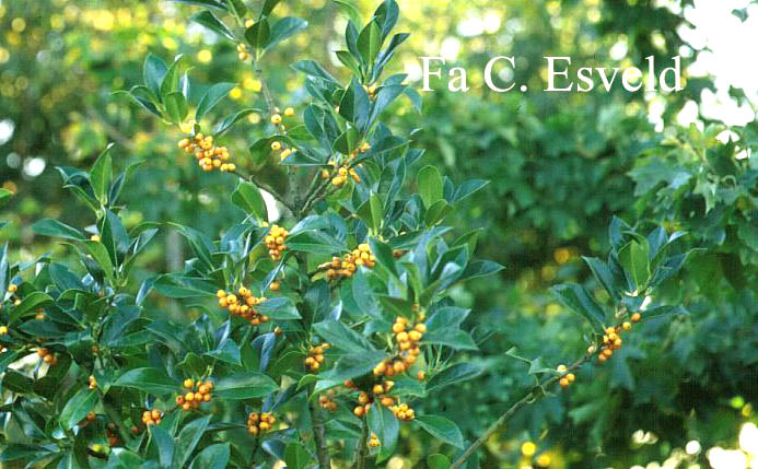 Ilex aquifolium 'Amber'