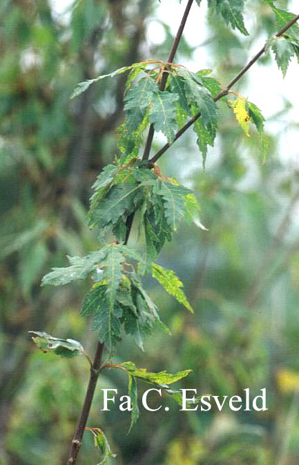 Acer palmatum 'Koshi mino'