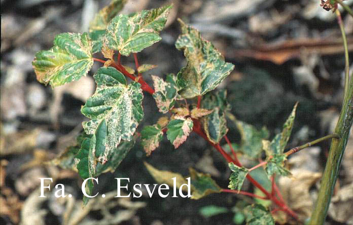 Acer rubescens 'Silver Cardinal'