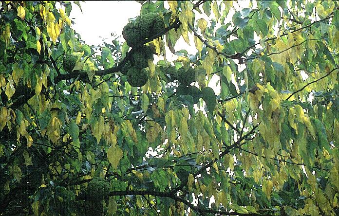 Maclura pomifera