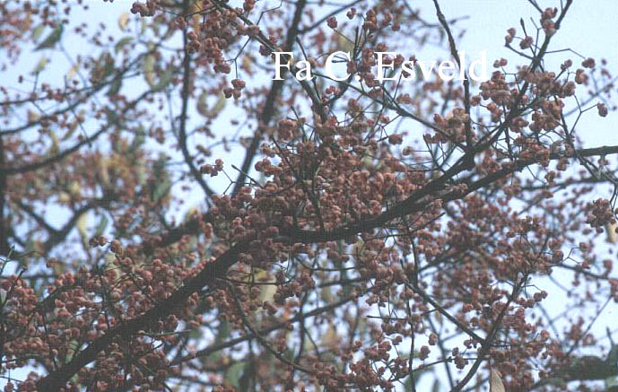 Euonymus hamiltonianus maackii