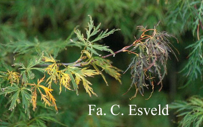 Acer palmatum 'Goshiki shidare'