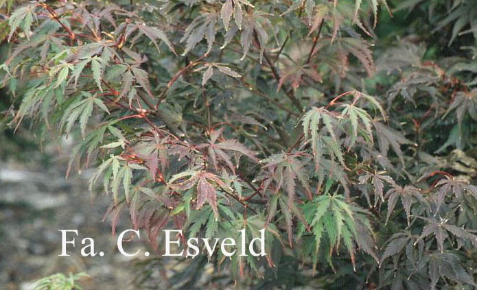 Acer palmatum 'Wakehurst Pink'