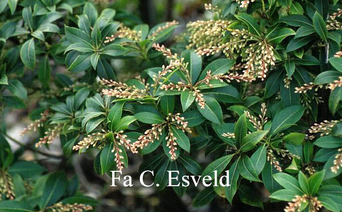 Pieris japonica 'Tickled Pink' (1035)