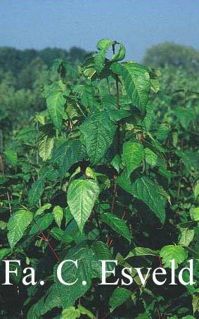 Acer conspicuum 'Elephant's Ear'