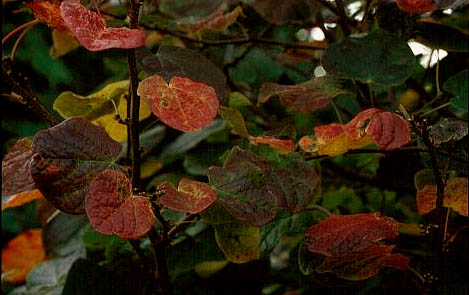 Disanthus cercidifolius